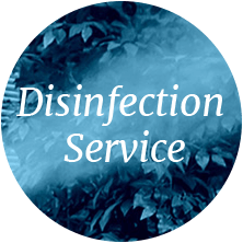 The words "disinfection service" over a photo of an office plant